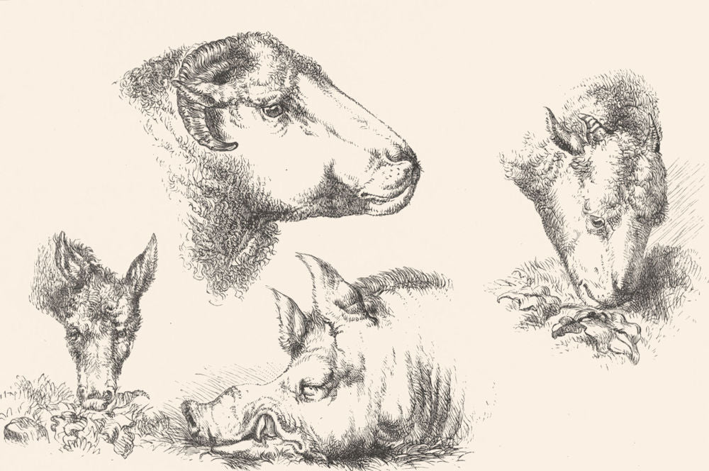 FARMS. Heads of donkey, sheep & boar-Landseer c1880 old antique print picture